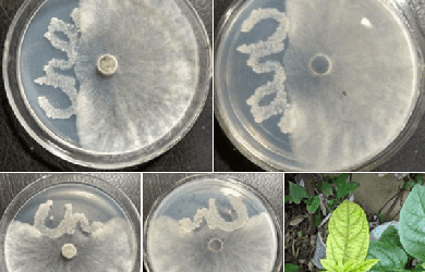 Công nghệ sản xuất chế phẩm vi sinh TBP-Combo phòng trừ vi nấm và tuyến trùng gây hại cây trồng